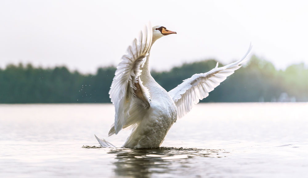 Schwan bäumt sich mit ausgebreiteten Flügeln aus dem Wasser auf